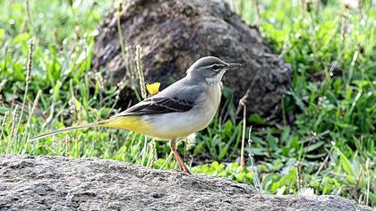 Dağ kuyruksallayanı