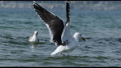 Büyük karasırtlı martı