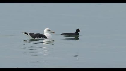 Büyük karasırtlı martı