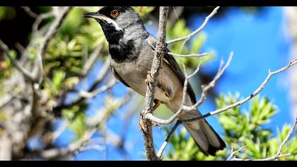 Karaboğazlı ötleğen
