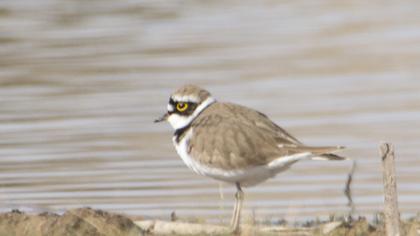 Halkalı küçük cılıbıt
