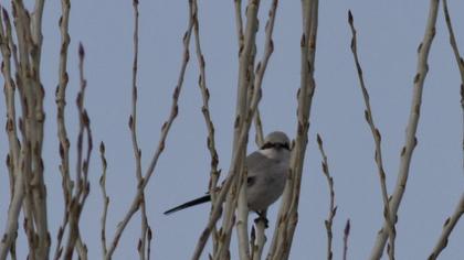 Büyük örümcekkuşu
