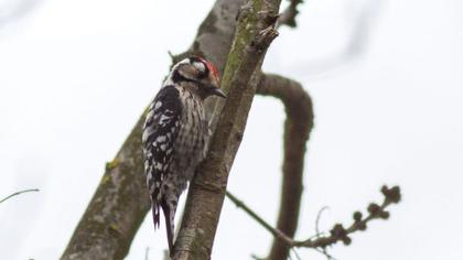 Küçük ağaçkakan