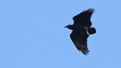 Kısakuyruklu kuzgun