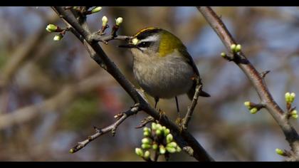 Sürmeli çalıkuşu