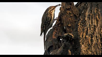 Bahçe tırmaşıkkuşu