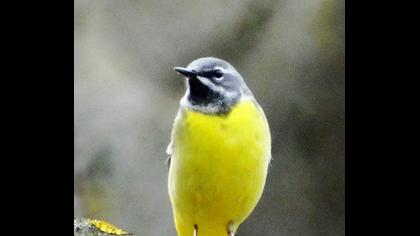 Dağ kuyruksallayanı