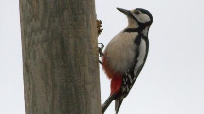 Orman alaca ağaçkakanı