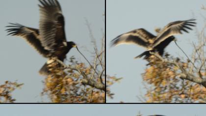 Büyük orman kartalı