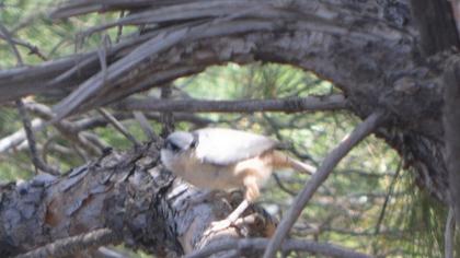 Büyük kaya sıvacısı