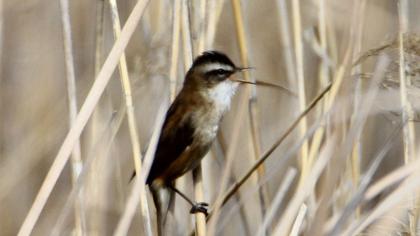 Bıyıklı kamışçın