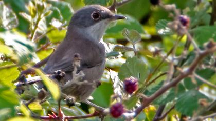 Bıyıklı ötleğen
