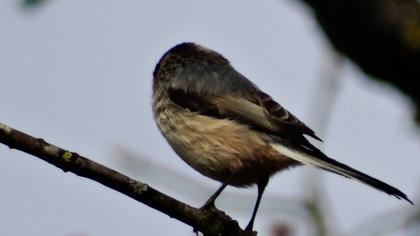 Uzunkuyruklu baştankara
