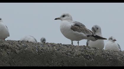 Küçük gümüş martı