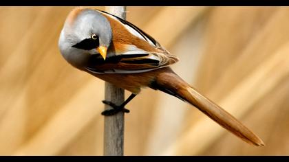 Bıyıklı baştankara