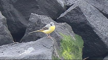 Dağ kuyruksallayanı