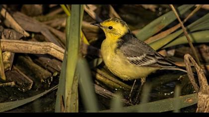 Sarıbaşlı kuyruksallayan