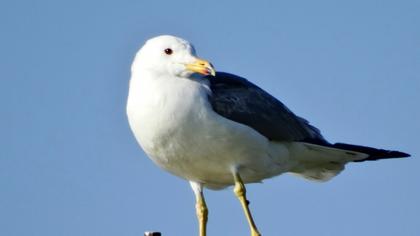 Van gölü martısı