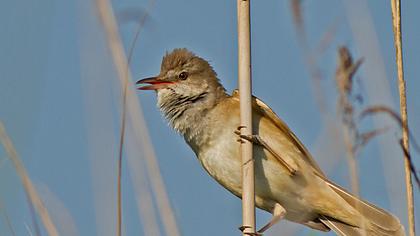 Büyük kamışçın