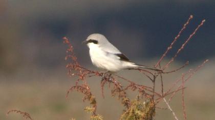 Büyük örümcekkuşu