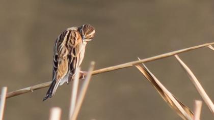 Bataklık Kirazkuşu