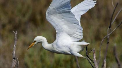 Sığır balıkçılı