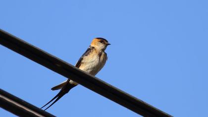 Kızıl kırlangıç