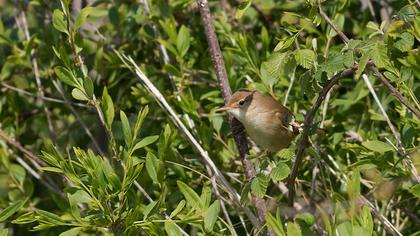 Çalı kamışçını