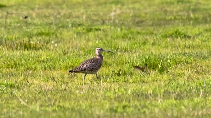 Sürmeli kervançulluğu