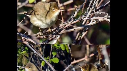 Çalı kamışçını