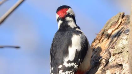 Orman alaca ağaçkakanı