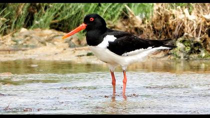 Eurasian Oystercatcher