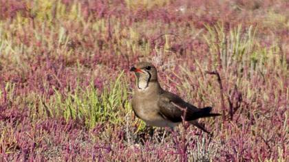 Bataklıkkırlangıcı