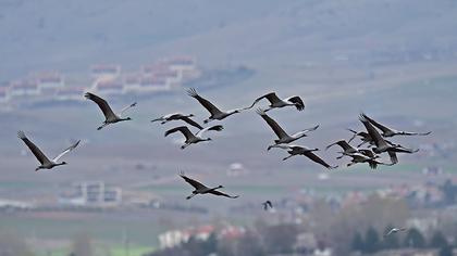 Demoiselle Crane
