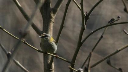 Sürmeli çalıkuşu