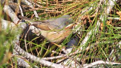 Bıyıklı ötleğen