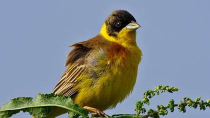 Karabaşlı kirazkuşu