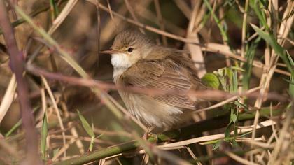 Çalı kamışçını