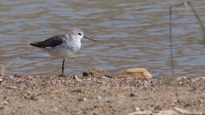 Bataklık düdükçünü