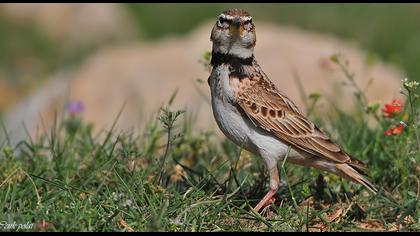 Küçük boğmaklı toygar
