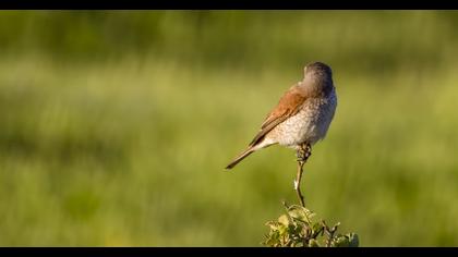 Kızılsırtlı örümcekkuşu