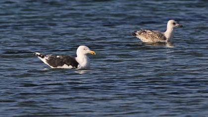 Büyük karasırtlı martı