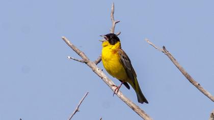 Karabaşlı kirazkuşu