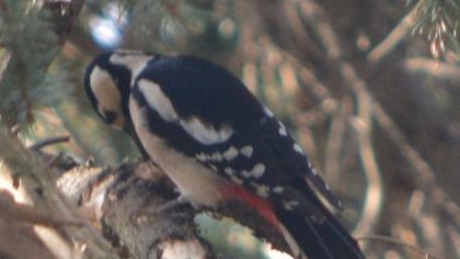 Orman alaca ağaçkakanı
