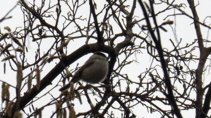 Kayın baştankarası