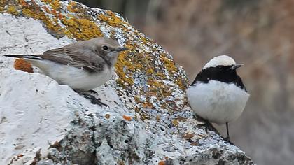 Aksırtlı kuyrukkakan