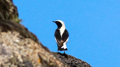 Aksırtlı kuyrukkakan