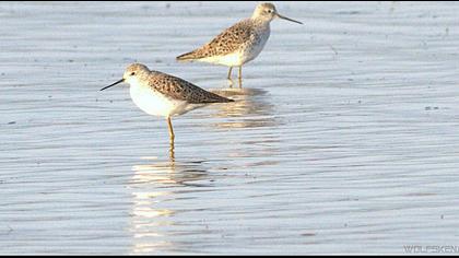Bataklık düdükçünü