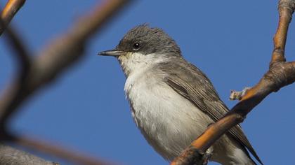 Küçük akgerdanlı ötleğen