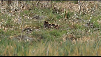 Küçük suçulluğu